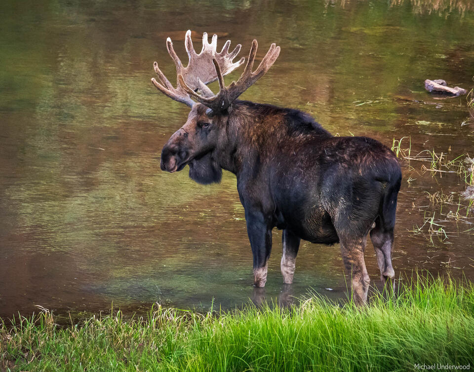 Ready for the Rut print