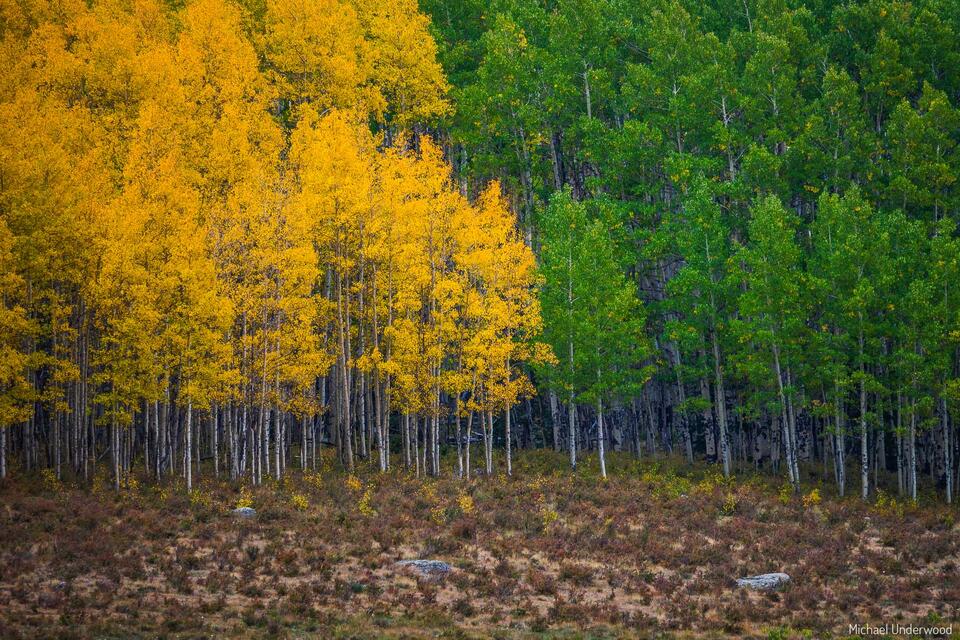 Split Seasons print