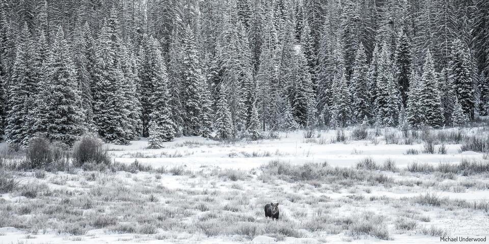 Winter Wonderland print