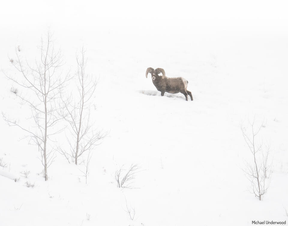 Snow Ram print