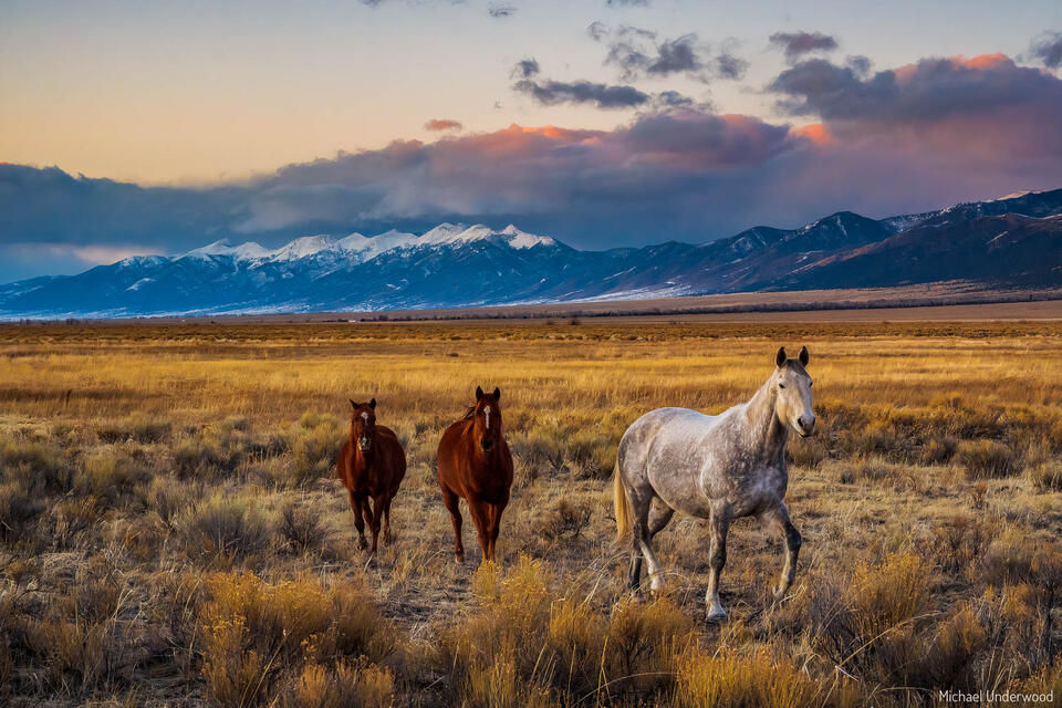 San Luis Herd print