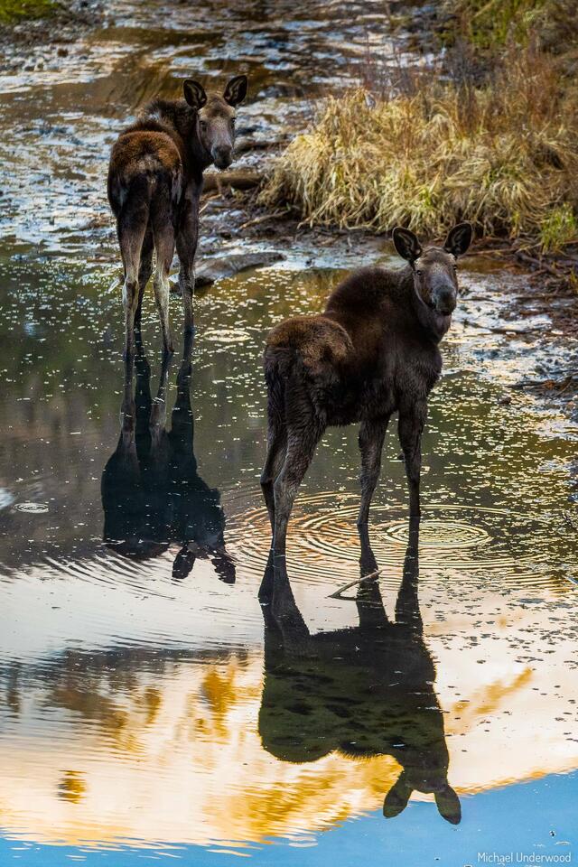 Orphaned print