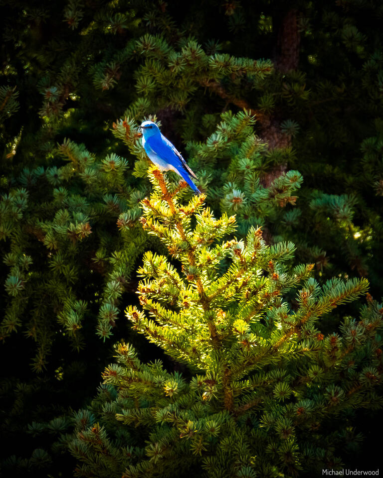 Light Perch print