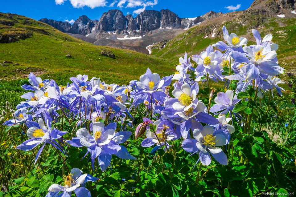 American Columbines print