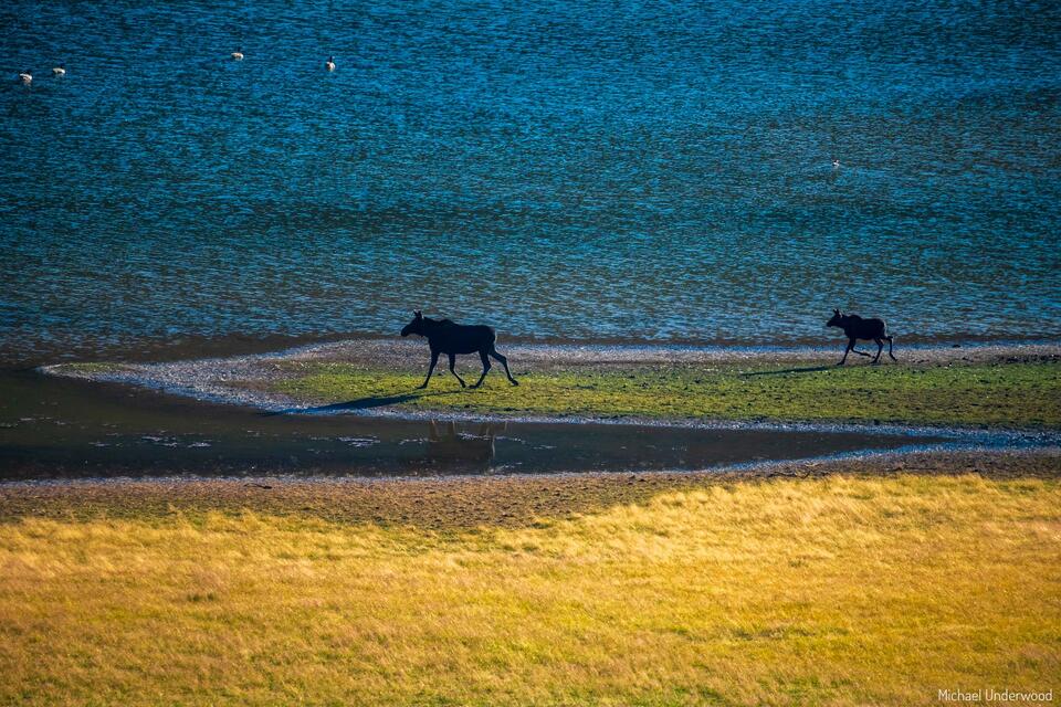 Lakeside Moose print