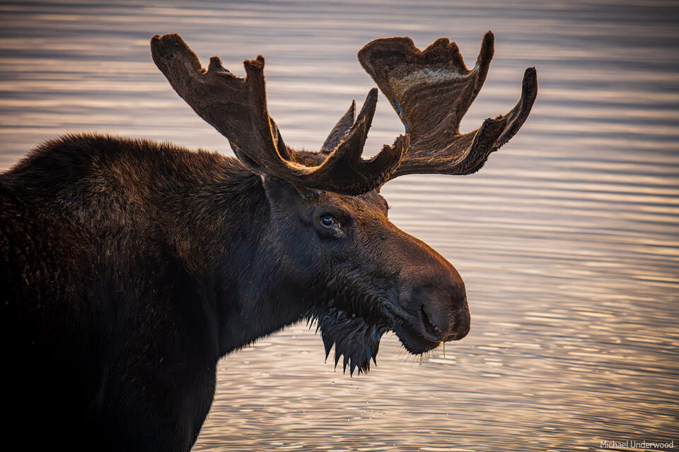 Sunset Moose print