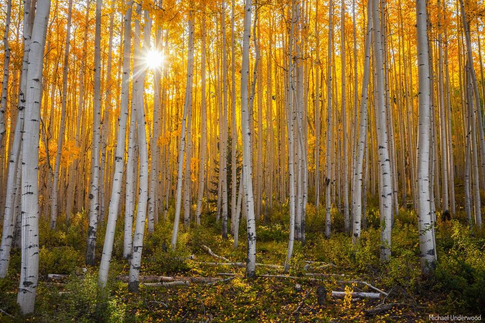 Morning among the Aspens print