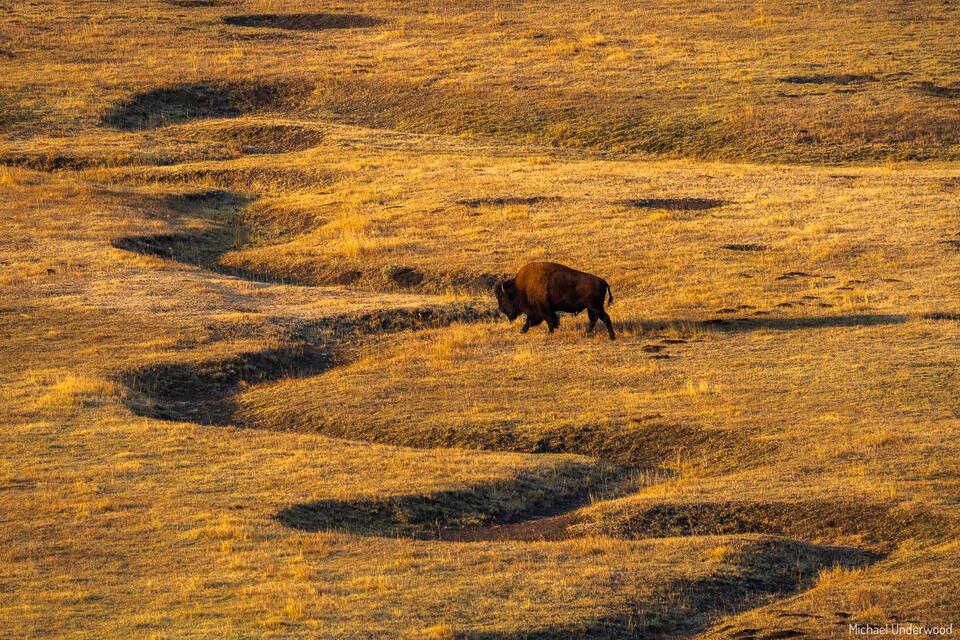 Bison Shadows print