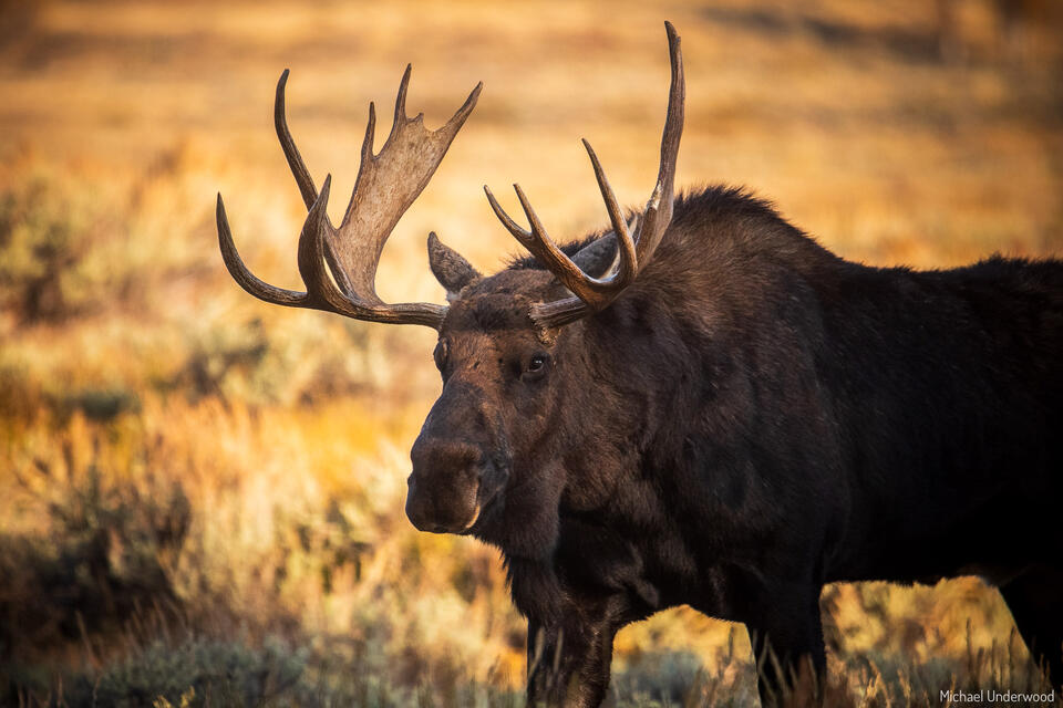 Golden Moose print