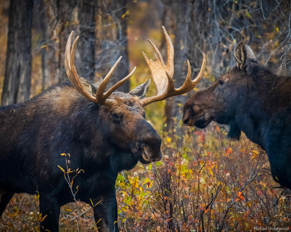 Moose Couple print