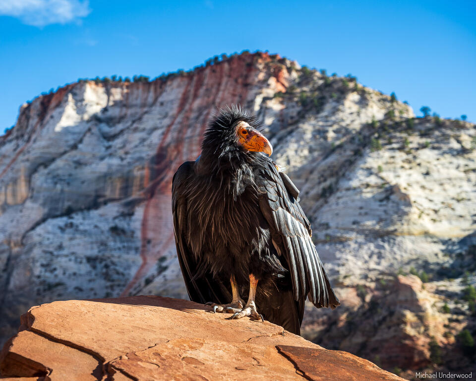 California Condor print
