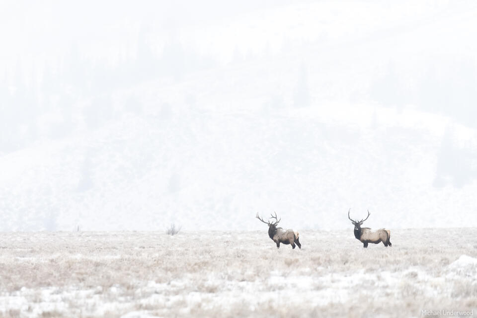 Winter Kings print