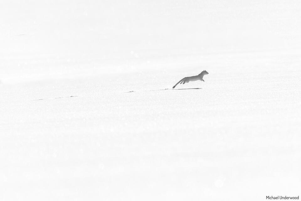 Winter Dash print