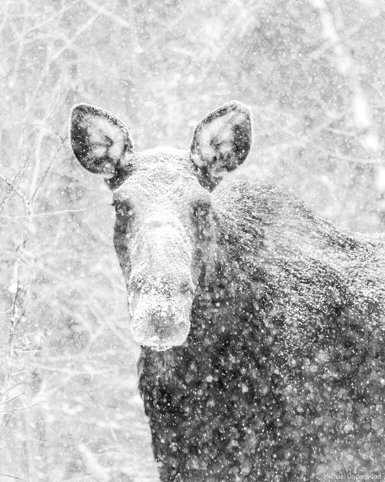 Snowface print