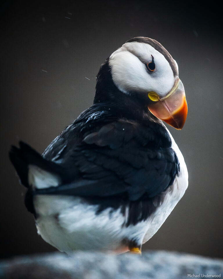 Puffin in the Rain print