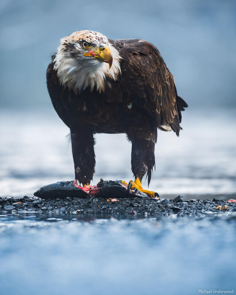 Bald Eagle Rain print