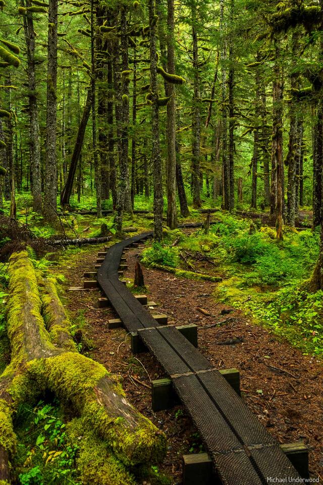 Tongass print