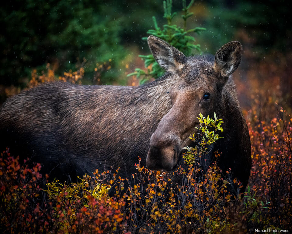 Alaska Rain print