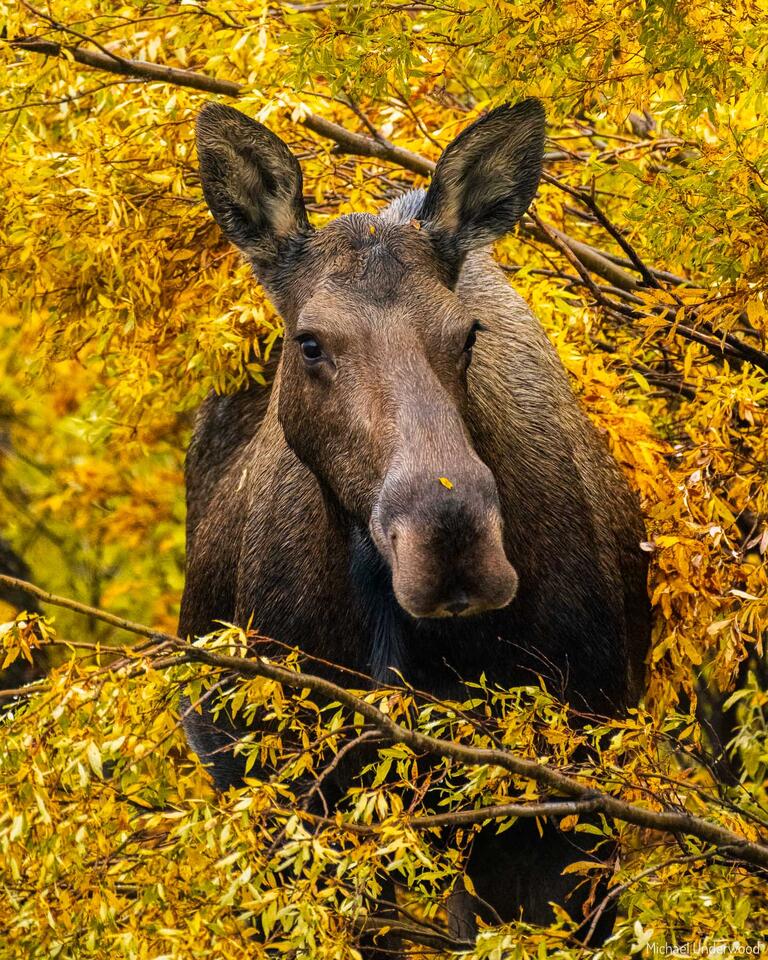 Autumn Moose print