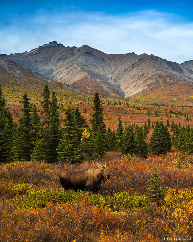 Alaskan Fall print