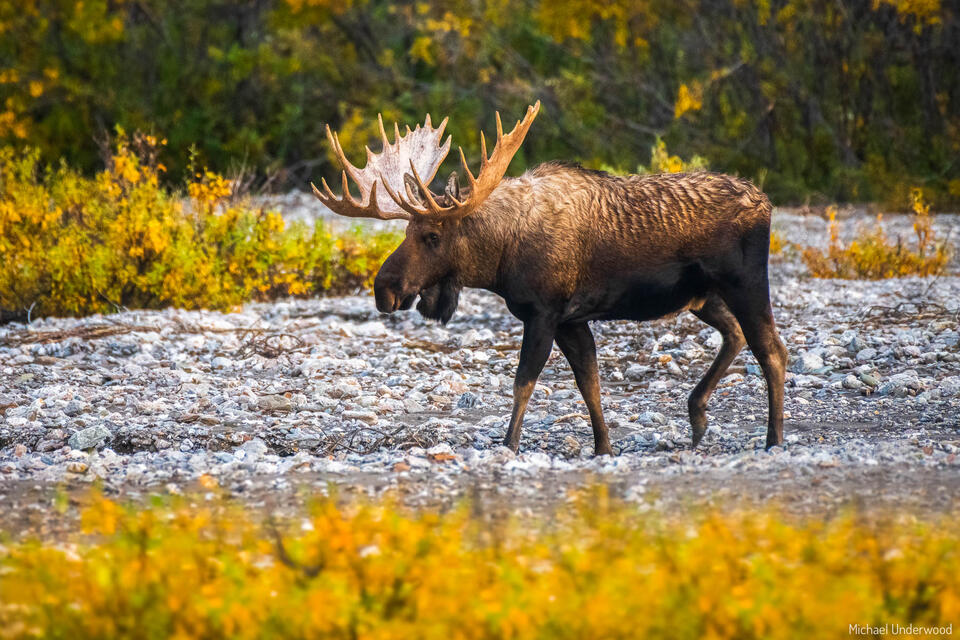Denali Moose print