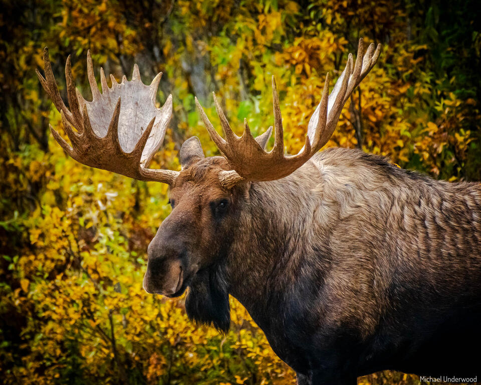 Alaska Bull Moose print