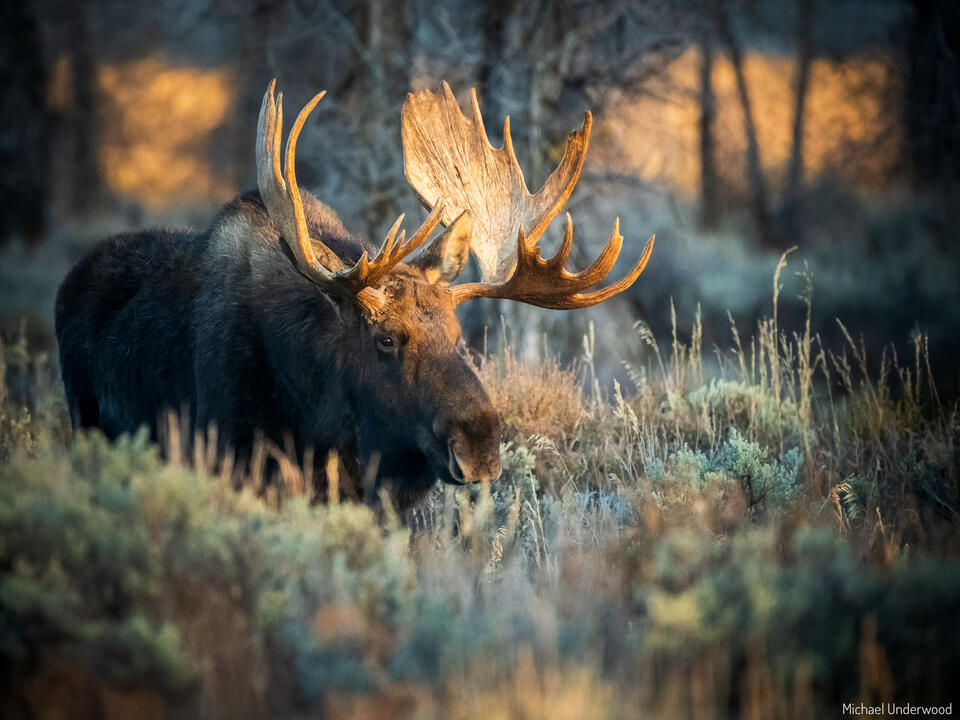 King of the Tetons print