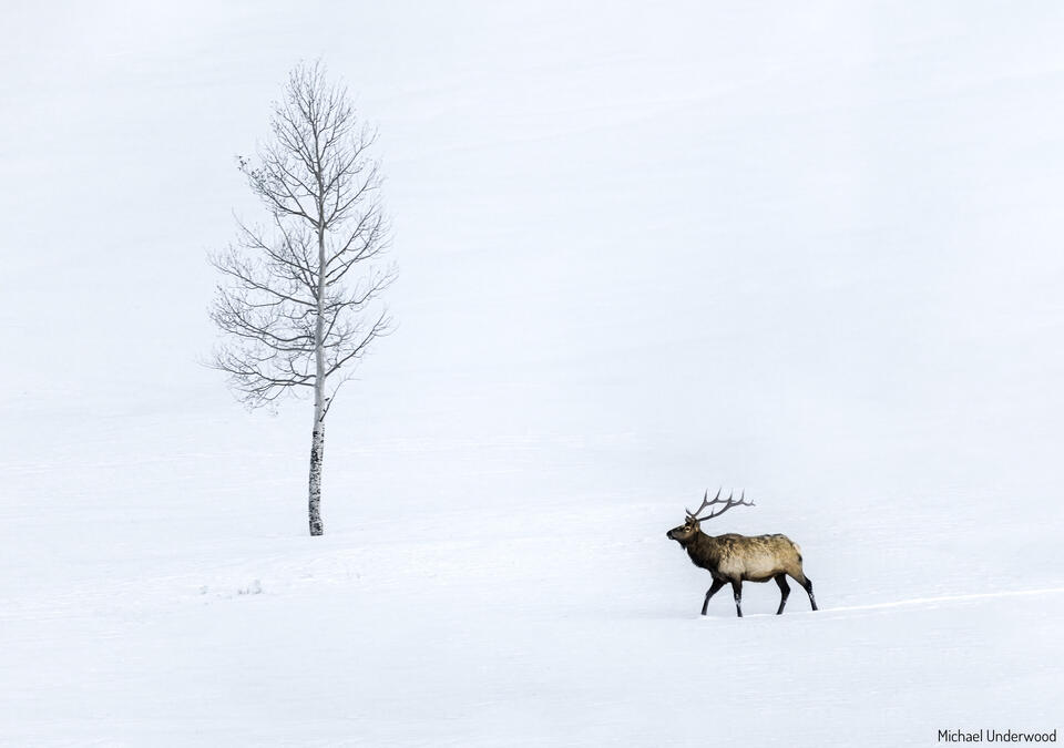 Solitary Elk print
