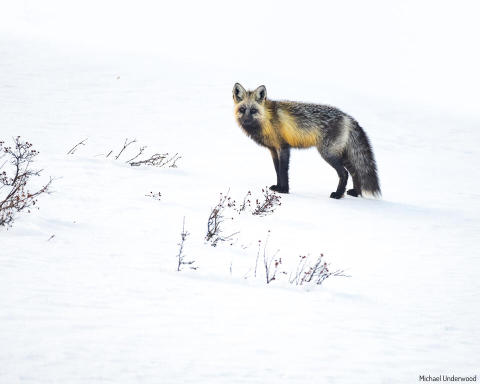 Cross Fox print