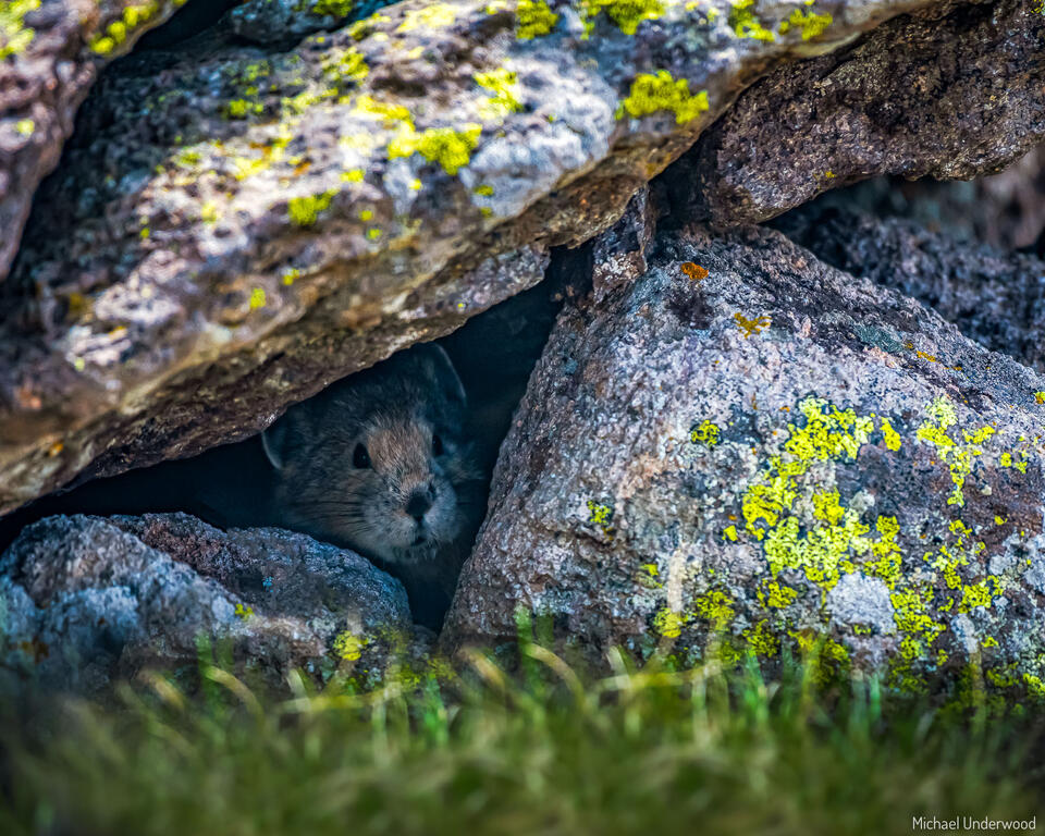 Pika's Hideout print