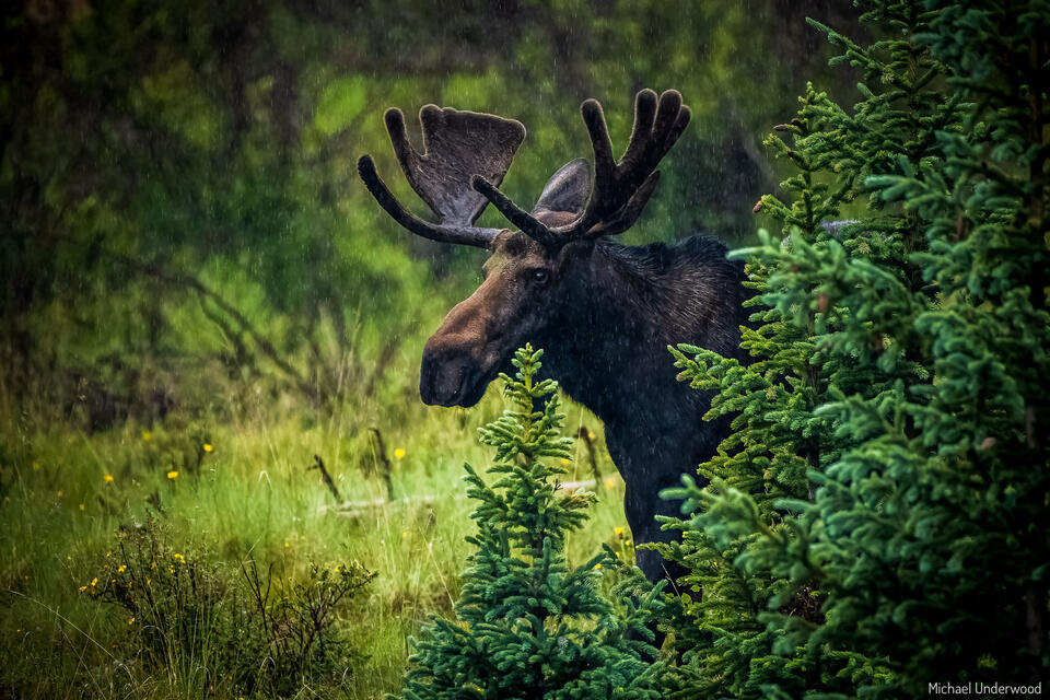 Rain Moose print