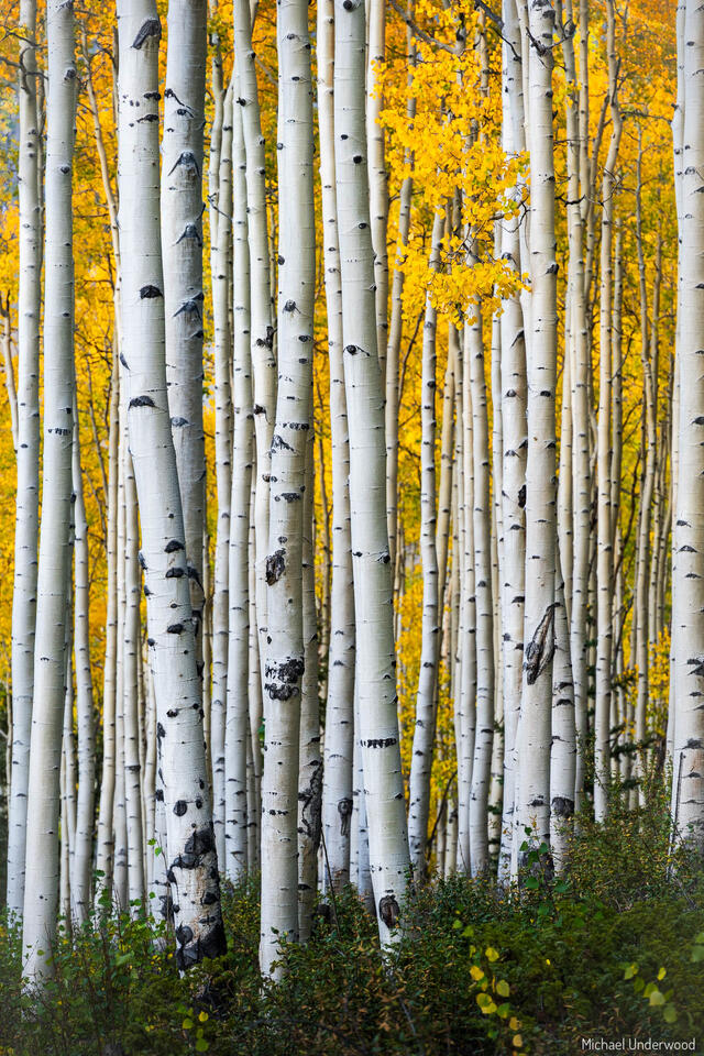 Aspen Stand print