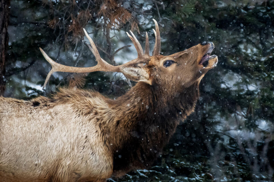 Call of the Elk print