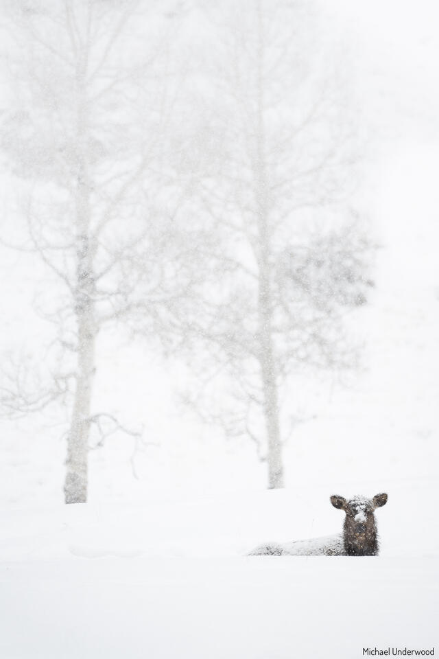 Waiting out the Storm print