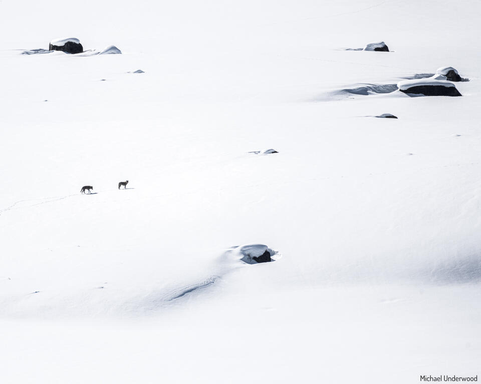 Barren Land print
