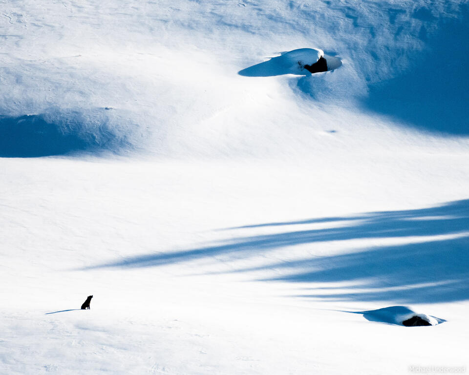 Voice of Winter print