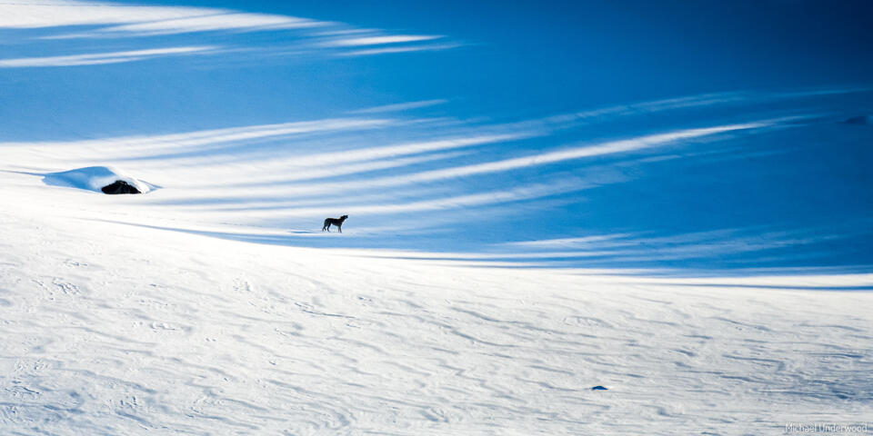 Voice of Winter Panorama print