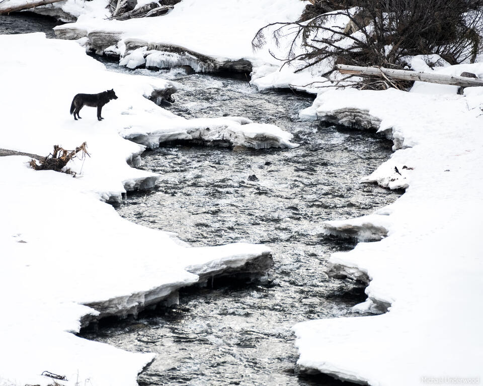 Lupine Creek print