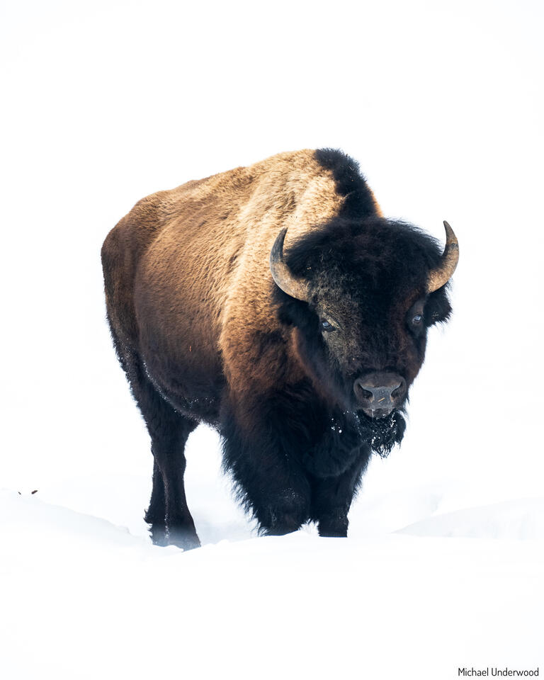 Bison Winter print
