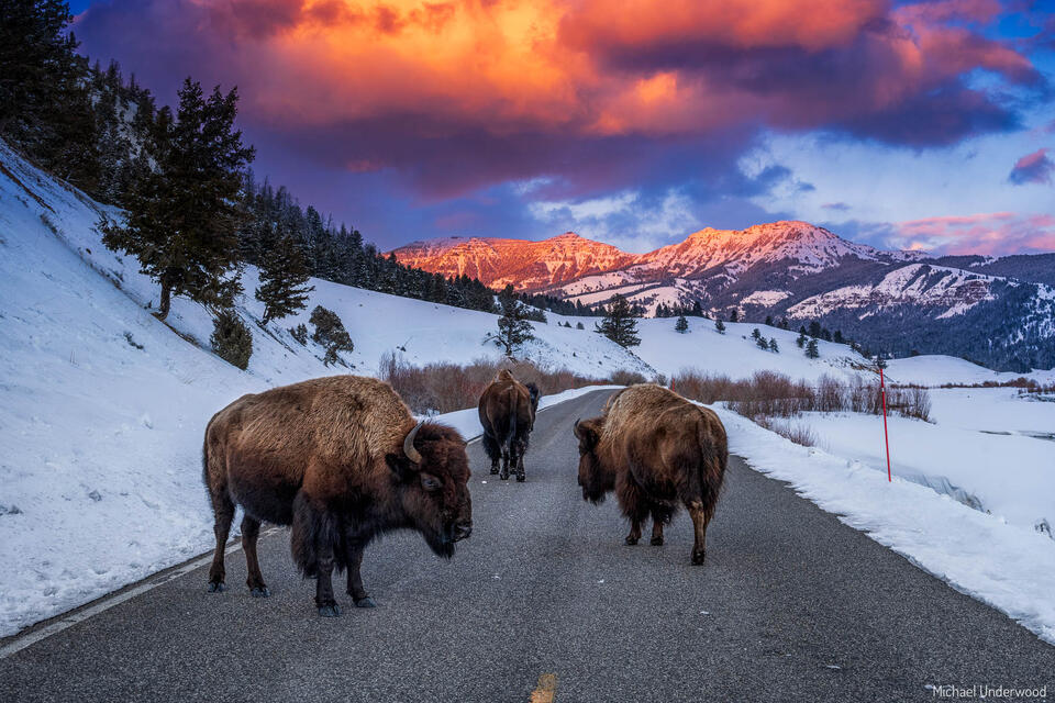 Bison Jam print