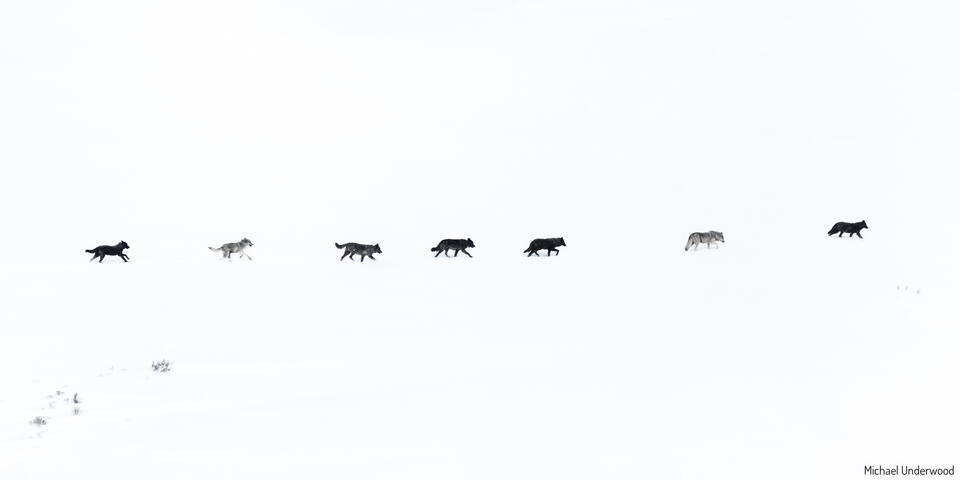 Rescue Creek on the Move print