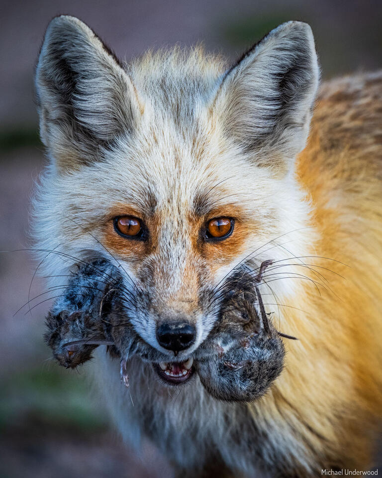 Fox Dinner print