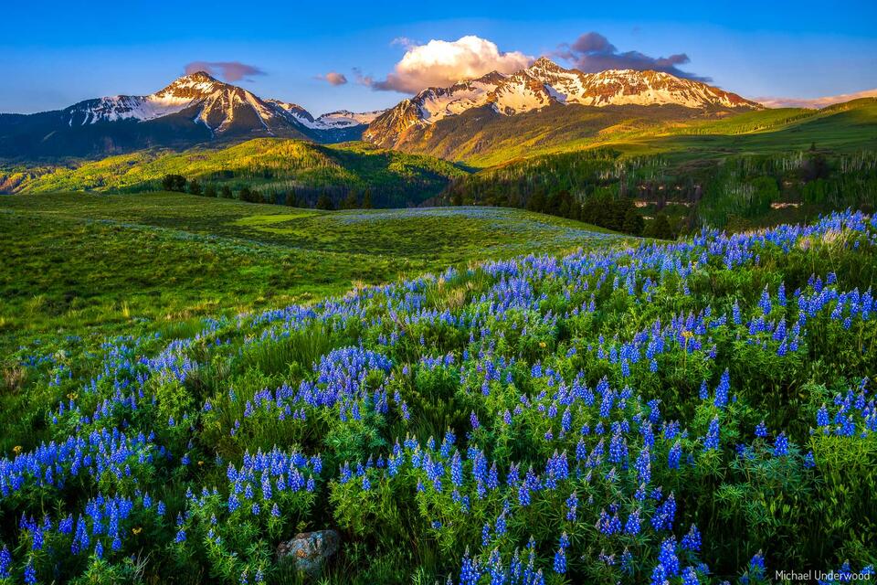 Wilson Lupines print