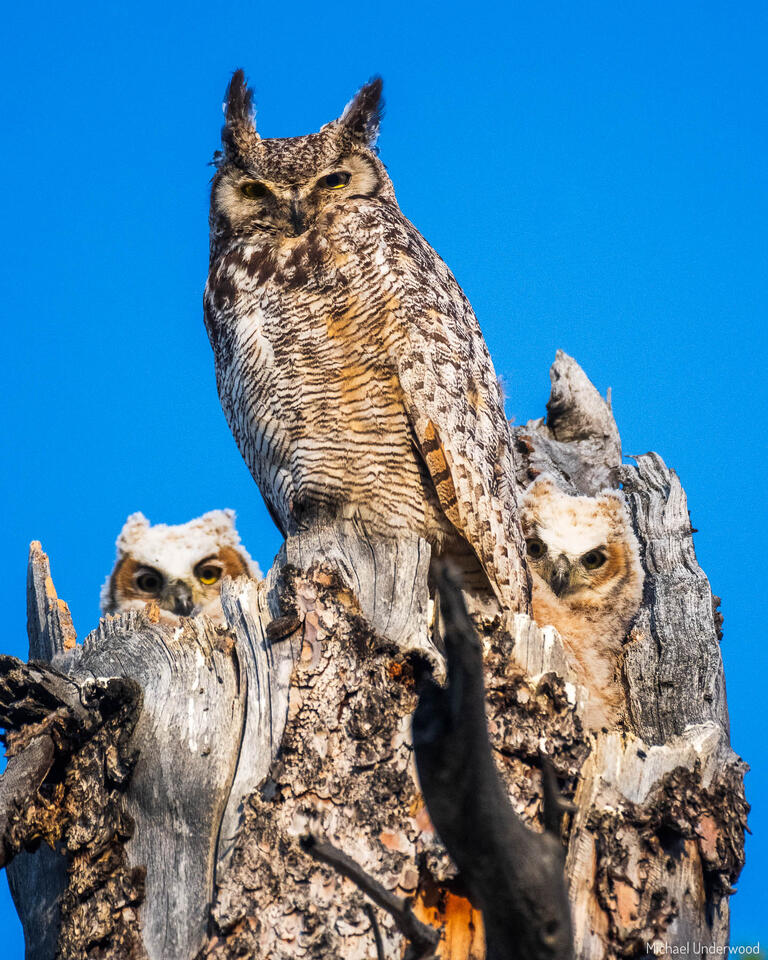 Great Horned Owl Family print