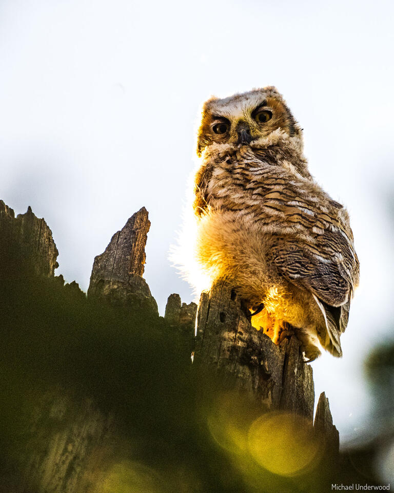 Owlet print