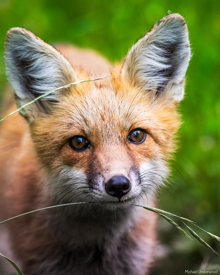 Fox Grass print