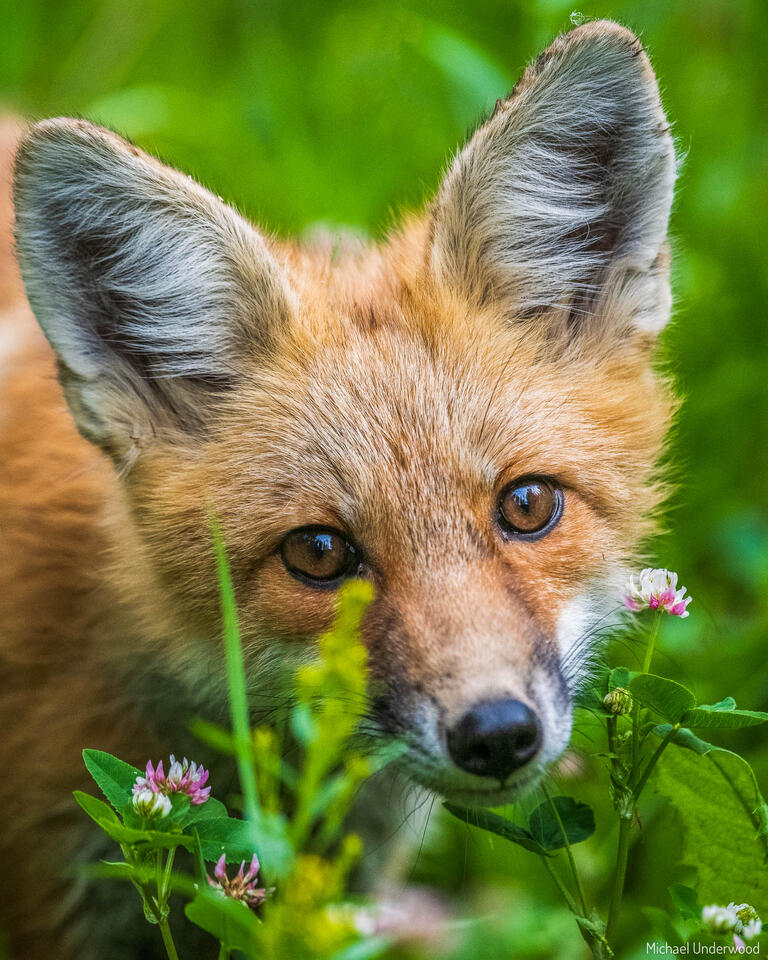 Smelling the Flowers print