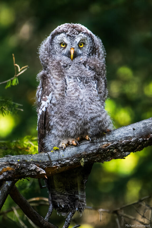 Mini Grey Gaze print