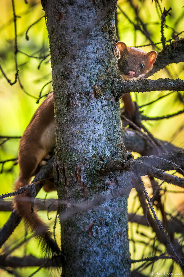 Curious Weasel print