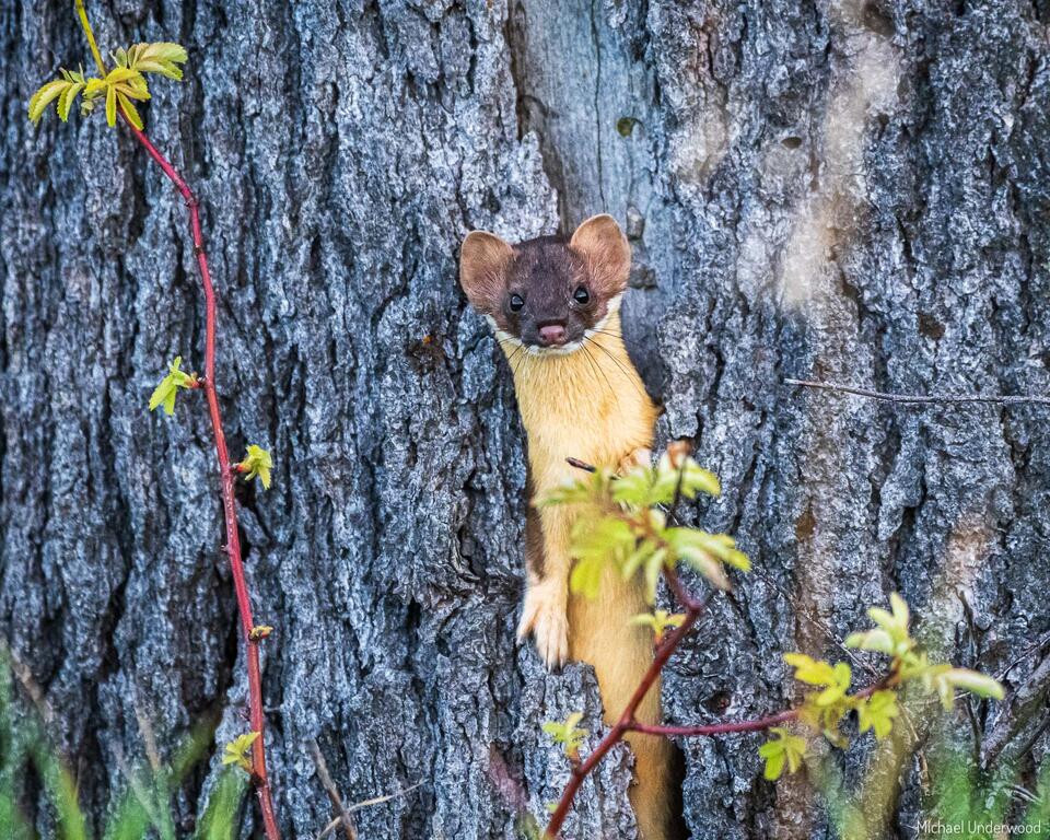 Weasel Home print